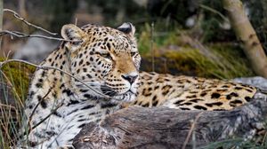 Preview wallpaper leopard, predator, animal, glance, big cat