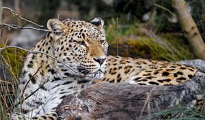 Preview wallpaper leopard, predator, animal, glance, big cat