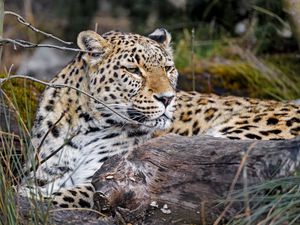 Preview wallpaper leopard, predator, animal, glance, big cat