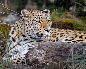 Preview wallpaper leopard, predator, animal, glance, big cat