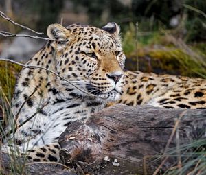 Preview wallpaper leopard, predator, animal, glance, big cat