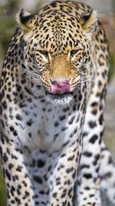 Preview wallpaper leopard, predator, animal, protruding tongue