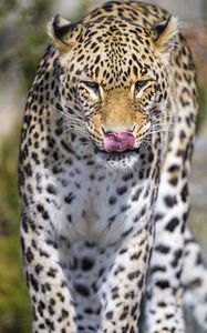 Preview wallpaper leopard, predator, animal, protruding tongue