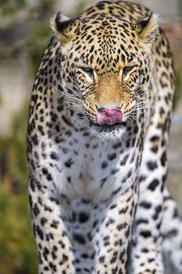 Preview wallpaper leopard, predator, animal, protruding tongue