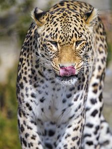 Preview wallpaper leopard, predator, animal, protruding tongue