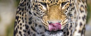 Preview wallpaper leopard, predator, animal, protruding tongue