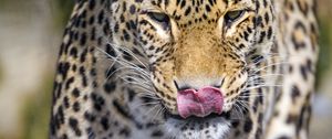 Preview wallpaper leopard, predator, animal, protruding tongue