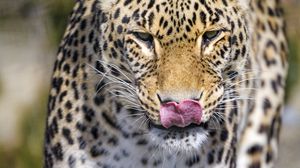 Preview wallpaper leopard, predator, animal, protruding tongue