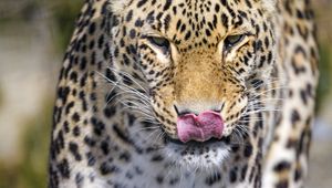 Preview wallpaper leopard, predator, animal, protruding tongue