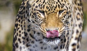 Preview wallpaper leopard, predator, animal, protruding tongue