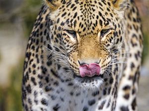 Preview wallpaper leopard, predator, animal, protruding tongue