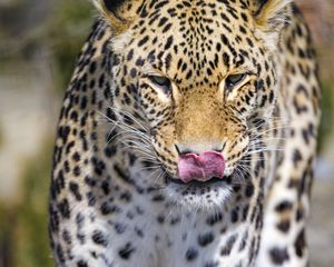 Preview wallpaper leopard, predator, animal, protruding tongue