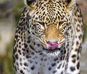 Preview wallpaper leopard, predator, animal, protruding tongue