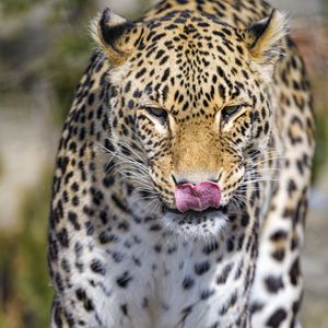 Preview wallpaper leopard, predator, animal, protruding tongue