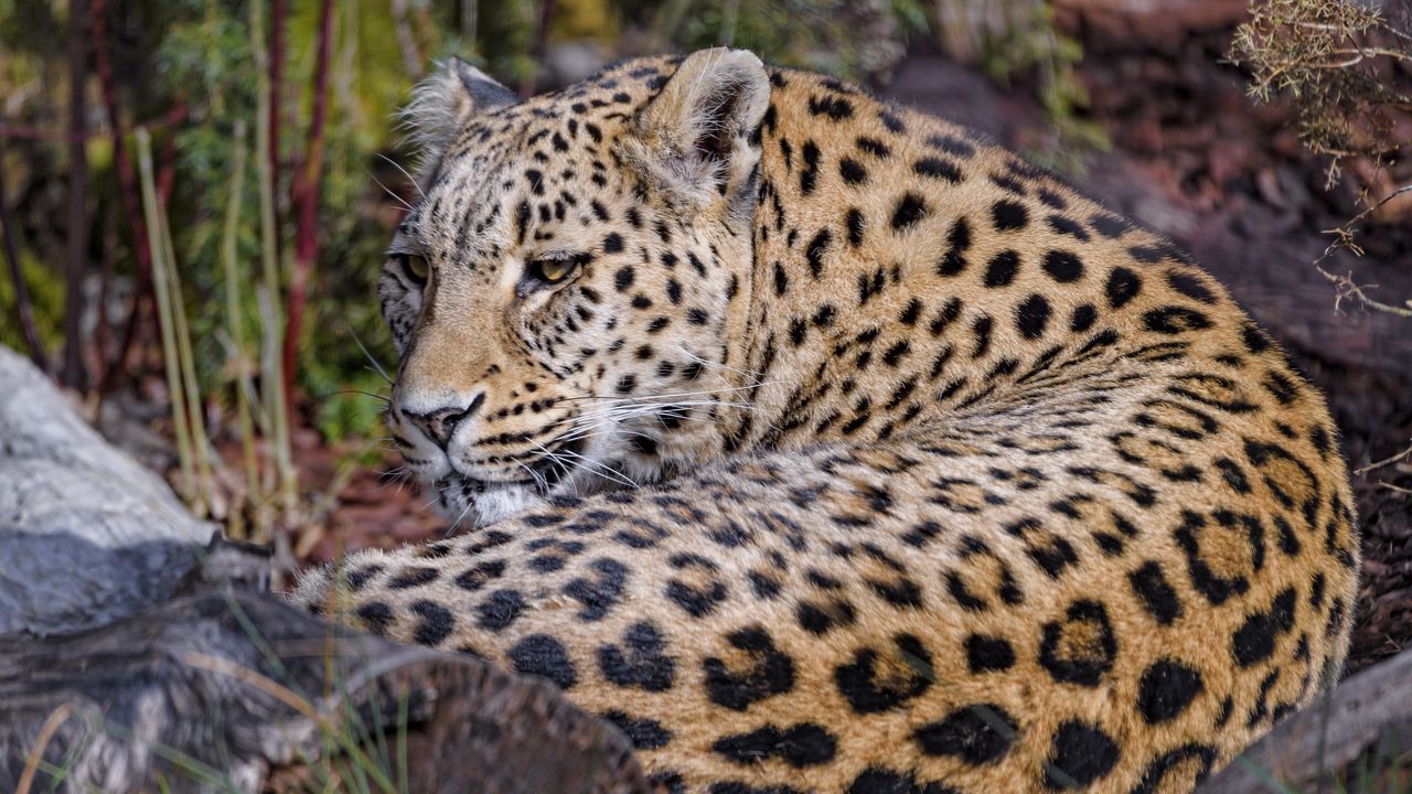Wallpaper leopard, predator, animal, glance, relax