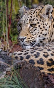 Preview wallpaper leopard, predator, animal, glance, relax