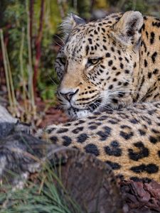 Preview wallpaper leopard, predator, animal, glance, relax