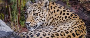 Preview wallpaper leopard, predator, animal, glance, relax