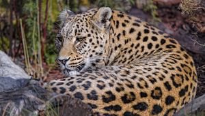 Preview wallpaper leopard, predator, animal, glance, relax