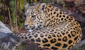 Preview wallpaper leopard, predator, animal, glance, relax