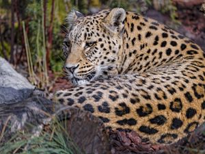 Preview wallpaper leopard, predator, animal, glance, relax