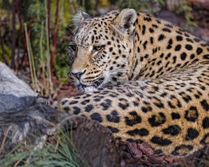 Preview wallpaper leopard, predator, animal, glance, relax