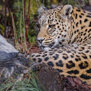 Preview wallpaper leopard, predator, animal, glance, relax