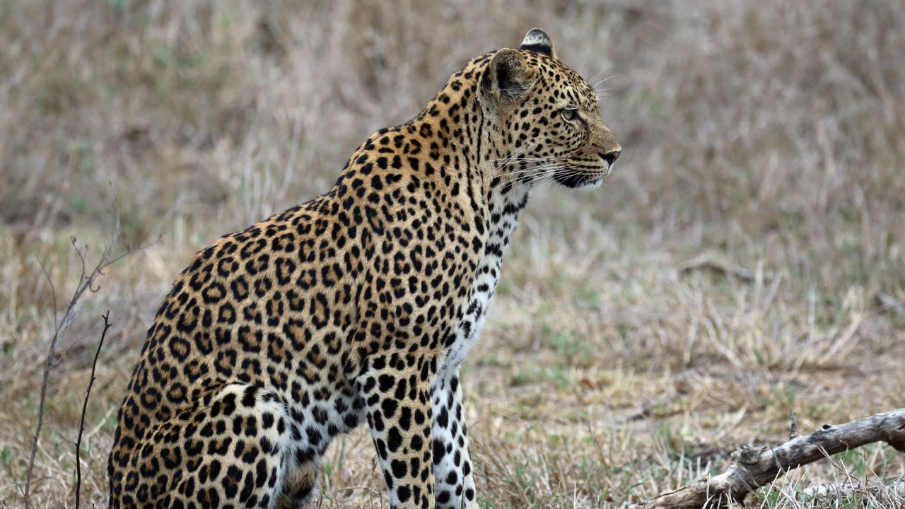 Wallpaper leopard, predator, animal, wildlife