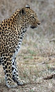 Preview wallpaper leopard, predator, animal, wildlife