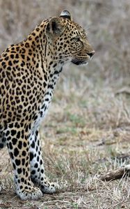 Preview wallpaper leopard, predator, animal, wildlife