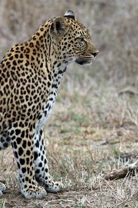 Preview wallpaper leopard, predator, animal, wildlife