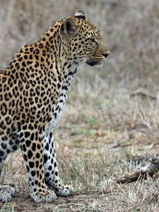 Preview wallpaper leopard, predator, animal, wildlife