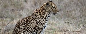 Preview wallpaper leopard, predator, animal, wildlife