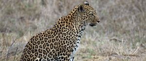 Preview wallpaper leopard, predator, animal, wildlife