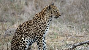 Preview wallpaper leopard, predator, animal, wildlife
