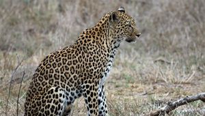 Preview wallpaper leopard, predator, animal, wildlife