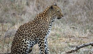 Preview wallpaper leopard, predator, animal, wildlife