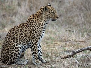 Preview wallpaper leopard, predator, animal, wildlife