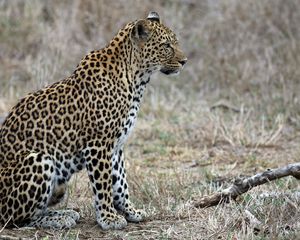 Preview wallpaper leopard, predator, animal, wildlife