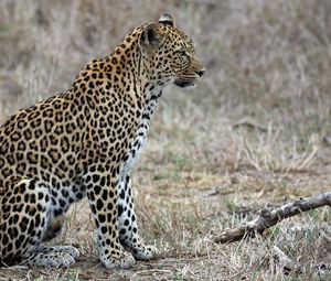 Preview wallpaper leopard, predator, animal, wildlife