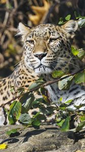 Preview wallpaper leopard, predator, animal, big cat, glance