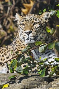 Preview wallpaper leopard, predator, animal, big cat, glance