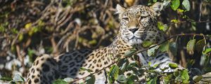 Preview wallpaper leopard, predator, animal, big cat, glance