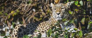 Preview wallpaper leopard, predator, animal, big cat, glance