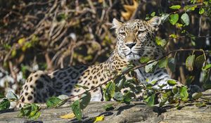 Preview wallpaper leopard, predator, animal, big cat, glance