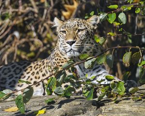Preview wallpaper leopard, predator, animal, big cat, glance