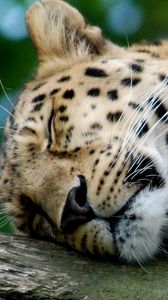 Preview wallpaper leopard, predator, big cat, sleeping