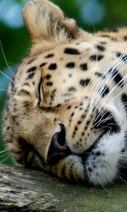 Preview wallpaper leopard, predator, big cat, sleeping