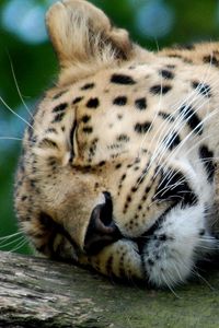 Preview wallpaper leopard, predator, big cat, sleeping