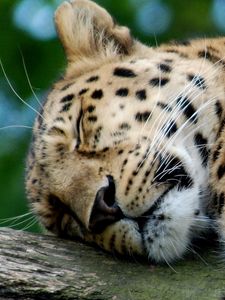 Preview wallpaper leopard, predator, big cat, sleeping